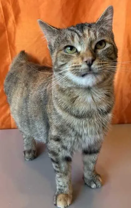 An adult small-sized female Domestic Short Hair cat named Marge Simpson for adoption in New Albany, IN