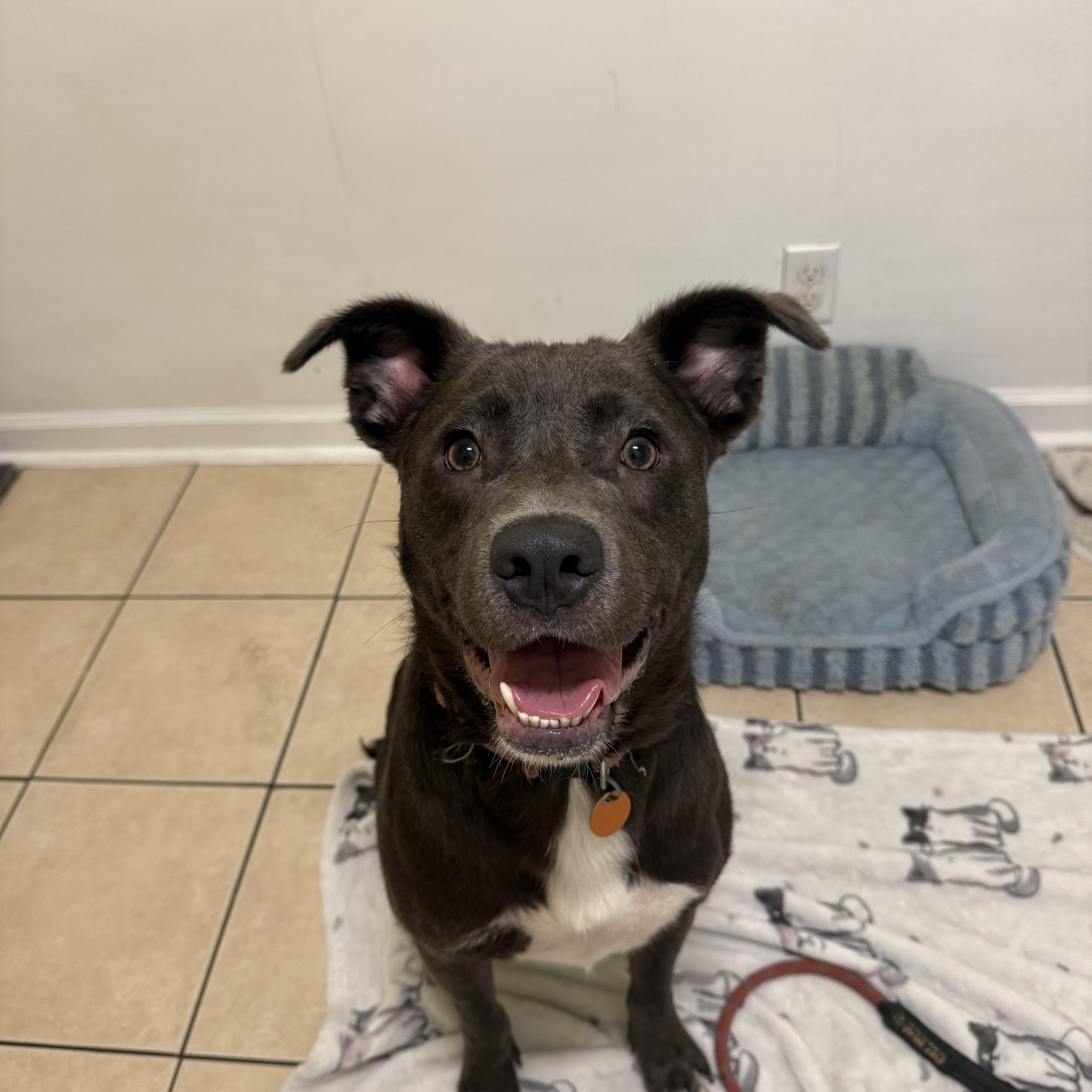 An adult medium-sized male Pit Bull Terrier dog named Oscar for adoption in Hendersonville, TN