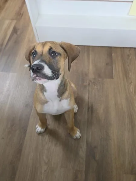 A baby medium-sized male Hound dog named Boomer for adoption in Cleveland, TN