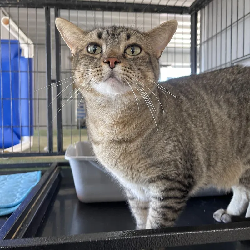 An adult small-sized female Brown / Chocolate Domestic Short Hair cat named Spin for adoption in Spanish Fork, UT