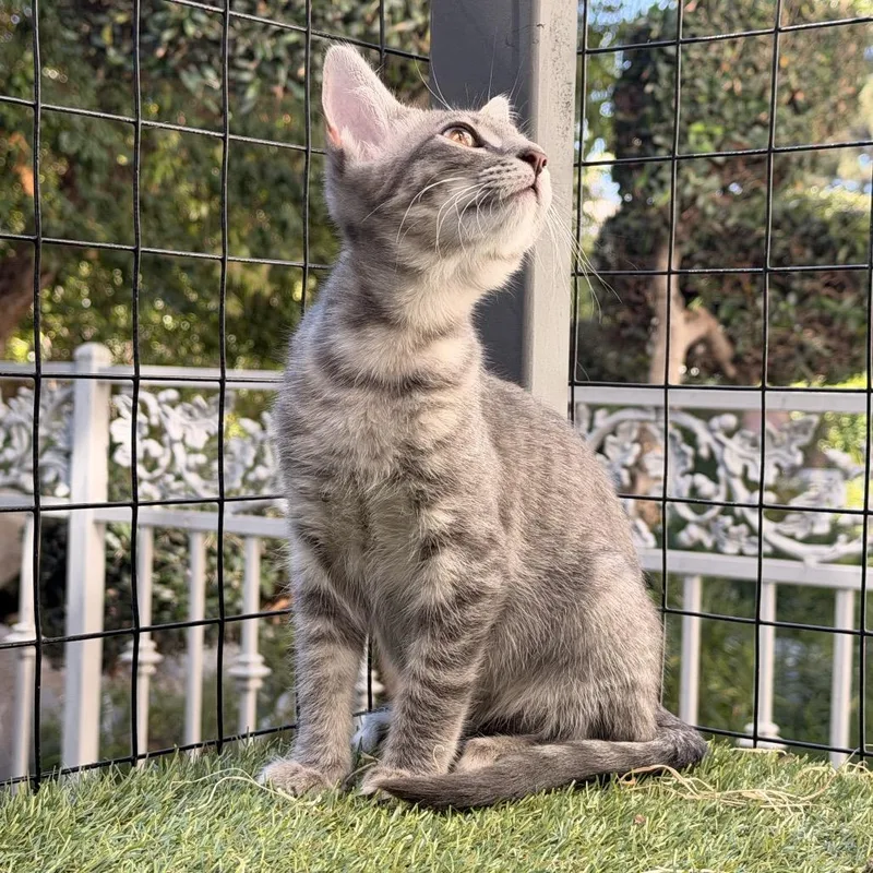 A baby small-sized female Gray / Blue / Silver Domestic Short Hair cat named Thunder for adoption in Tustin, CA