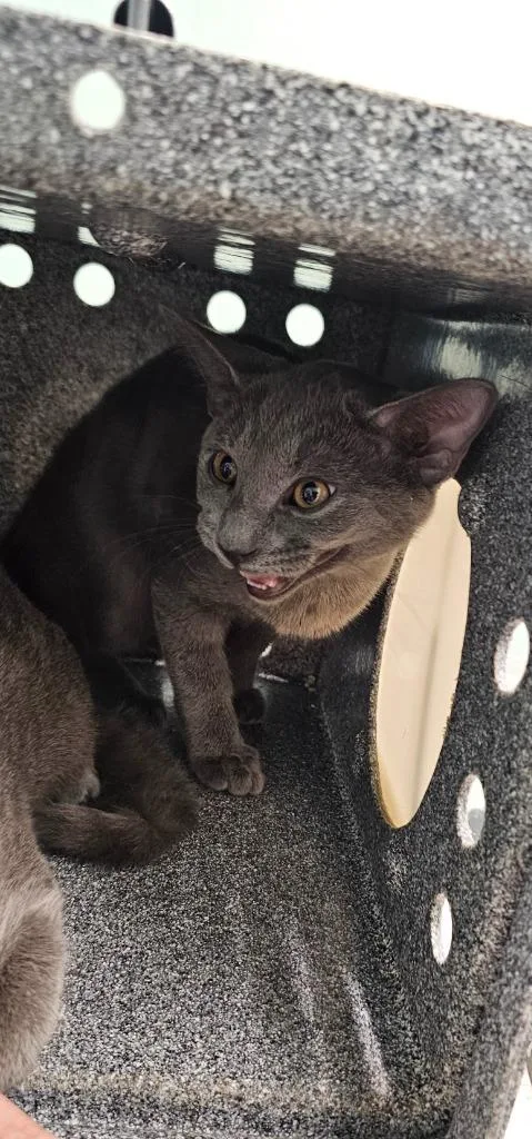 A baby small-sized male Domestic Short Hair cat named Lincoln for adoption in Athens, TN