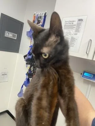 An adult small-sized male Domestic Short Hair cat named Chili for adoption in West Chester, PA