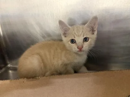 A baby medium-sized male Buff / Tan / Fawn Domestic Short Hair cat named Lynx for adoption in Lafayette, IN