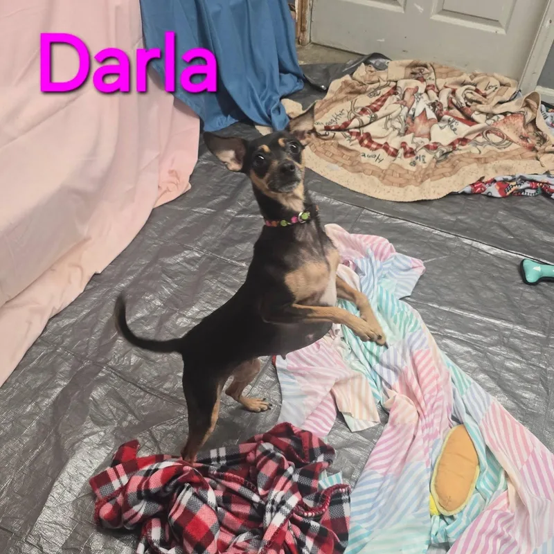 An adult small-sized female Bicolor Chihuahua dog named Darla for adoption in Saint Marys, PA