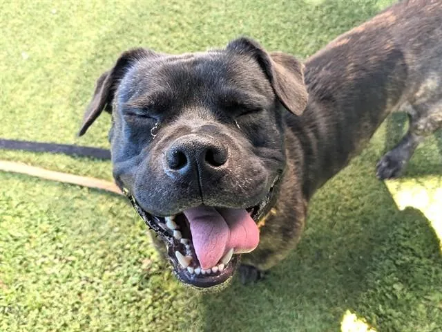 A young large-sized male Pit Bull Terrier dog named Dougie for adoption in Phoenix, AZ