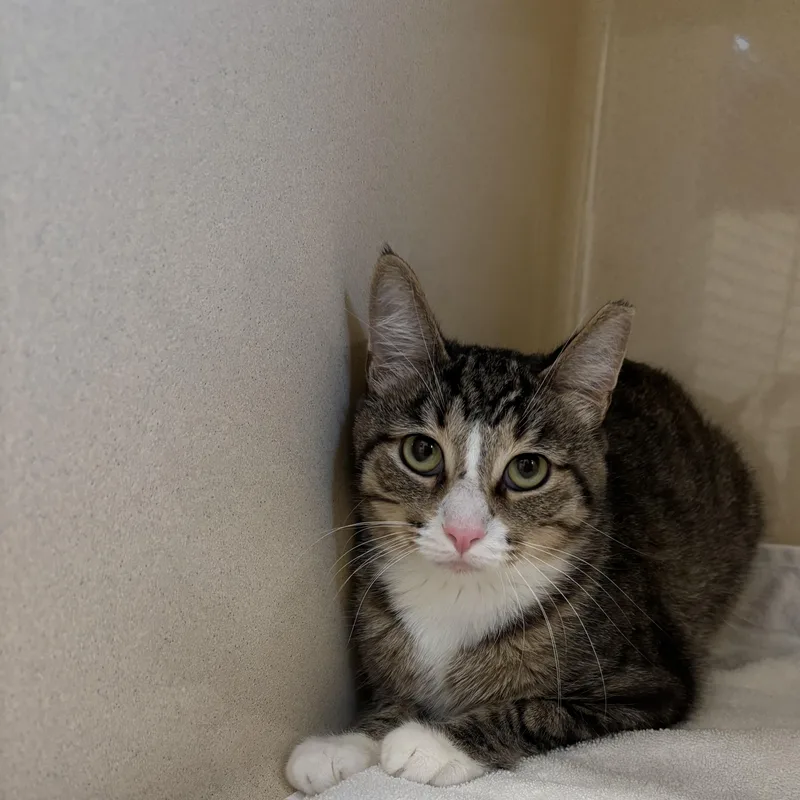 An adult medium-sized male White Domestic Short Hair cat named StarLord for adoption in Evanston, IL