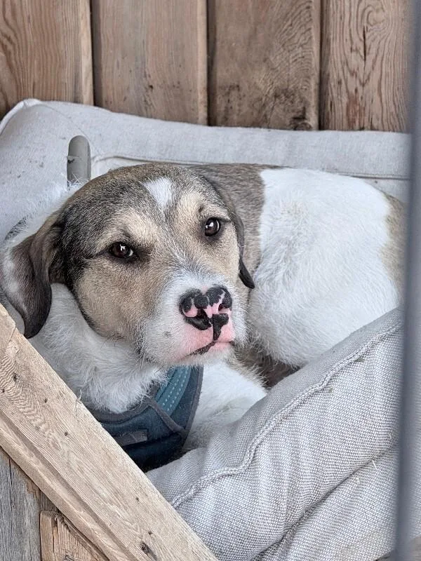 An adult medium-sized male White / Cream Wirehaired Terrier dog named GusGus for adoption in North Bend, WA
