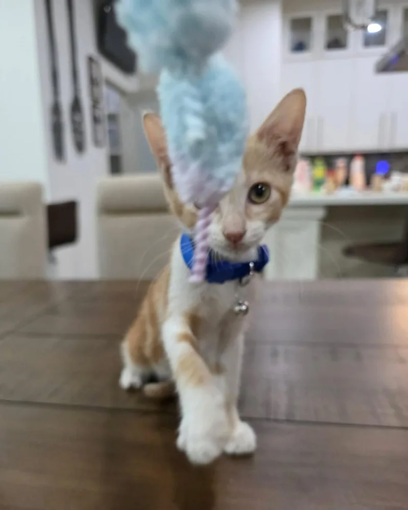 A baby large-sized male Orange & White Domestic Short Hair cat named Paxton for adoption in Gregory, TX
