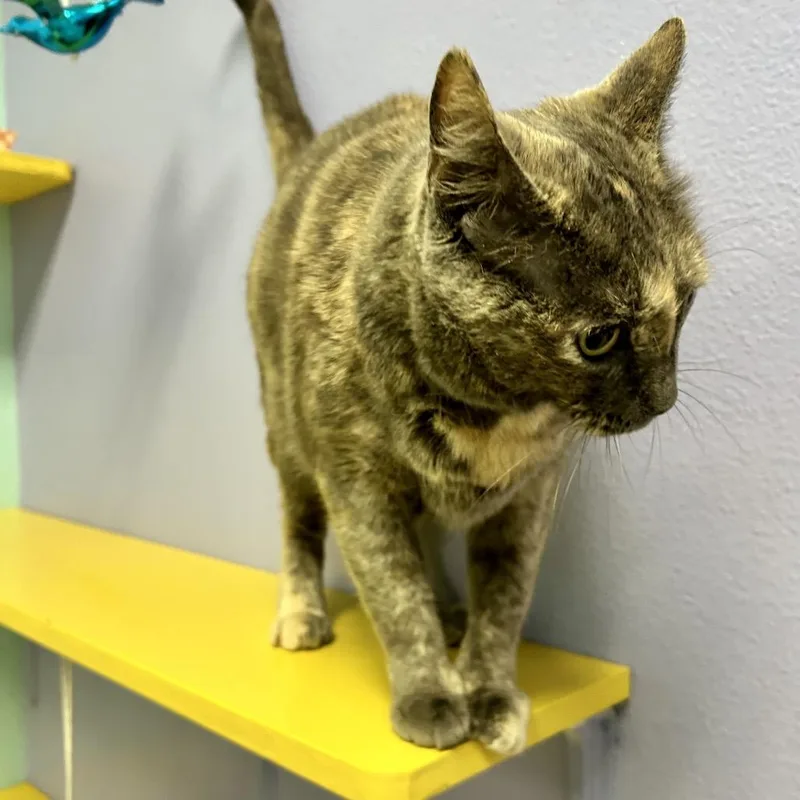 A senior large-sized female Domestic Short Hair cat named Sunny for adoption in Henderson, NV