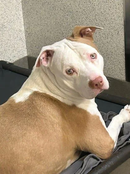 An adult large-sized male Pit Bull Terrier dog named Appa for adoption in Roseville, CA