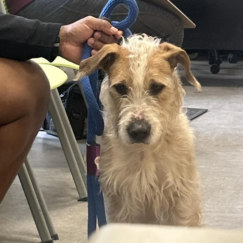 An adult medium-sized male Yellow / Tan / Blond / Fawn Mixed Breed dog named Slash for adoption in Philadelphia, PA