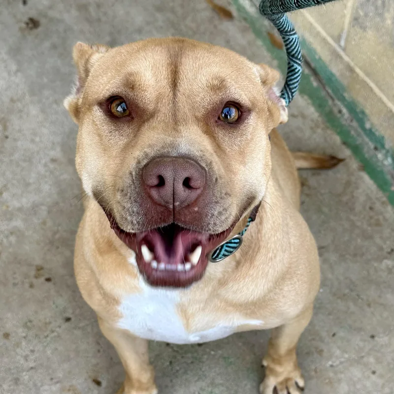 An adult medium-sized female Yellow / Tan / Blond / Fawn Pit Bull Terrier dog named August for adoption in Columbia, SC