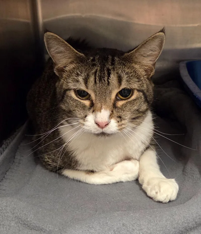 An adult small-sized female Domestic Short Hair cat named Ollie for adoption in Ocala, FL
