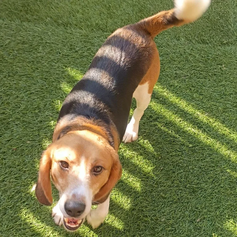 An adult small-sized male Beagle dog named Ramen for adoption in Grayslake, IL