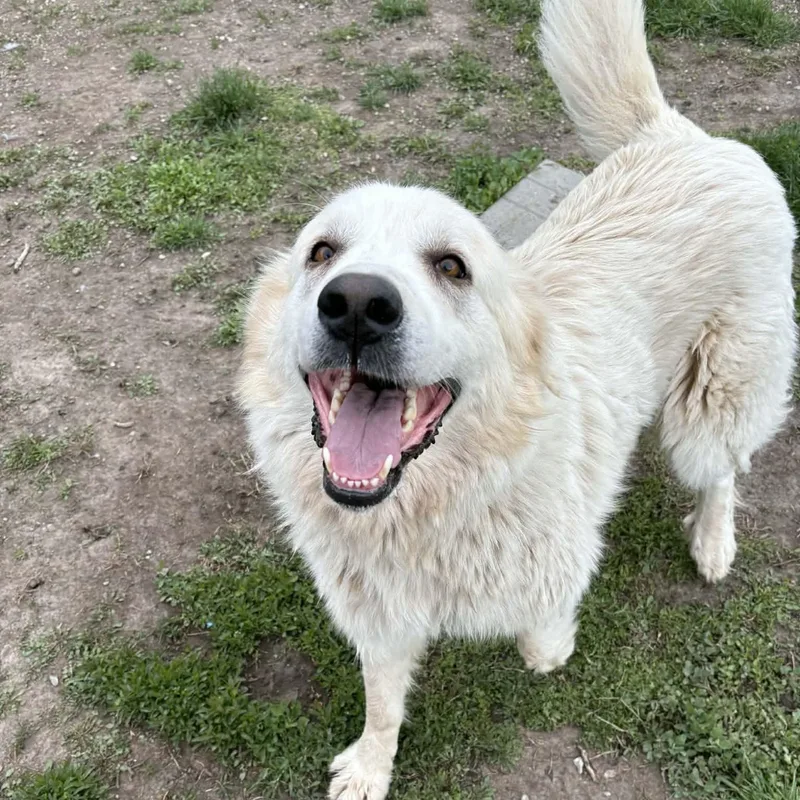 An adult large-sized female White / Cream Great Pyrenees dog named The Big Cheese for adoption in Normal, IL