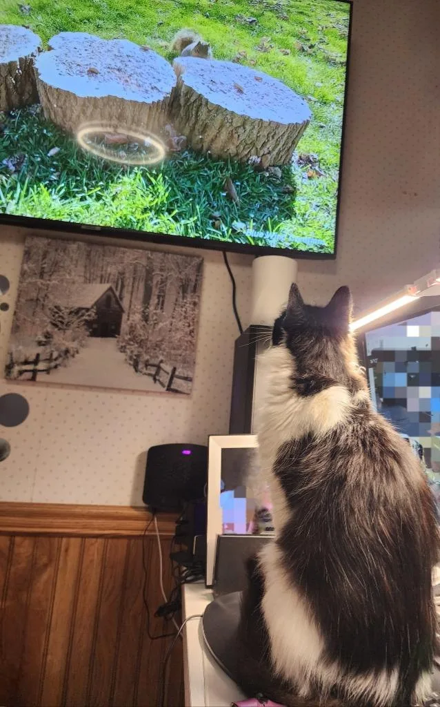 An adult small-sized male Domestic Medium Hair cat named Bucky for adoption in Grand Forks, ND