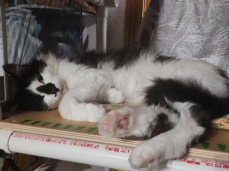 Bucky thumbnail 6