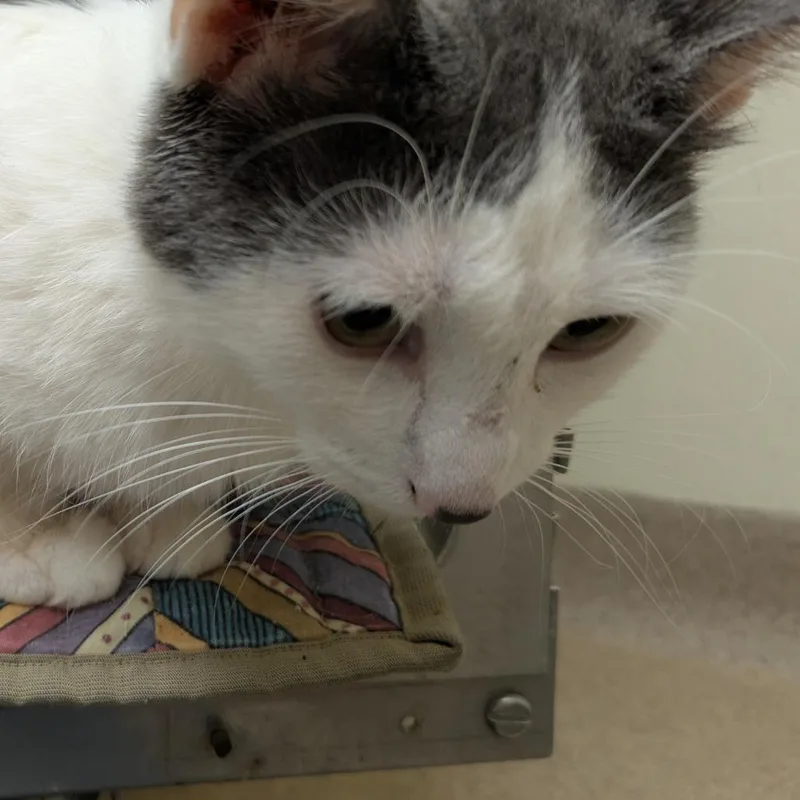 A young medium-sized male Domestic Short Hair cat named Toby for adoption in Oshkosh, WI