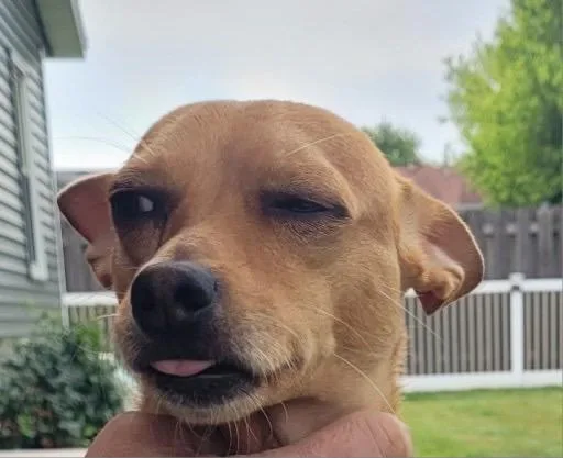 A baby small-sized male Chihuahua dog named Osby for adoption in Bristol, WI