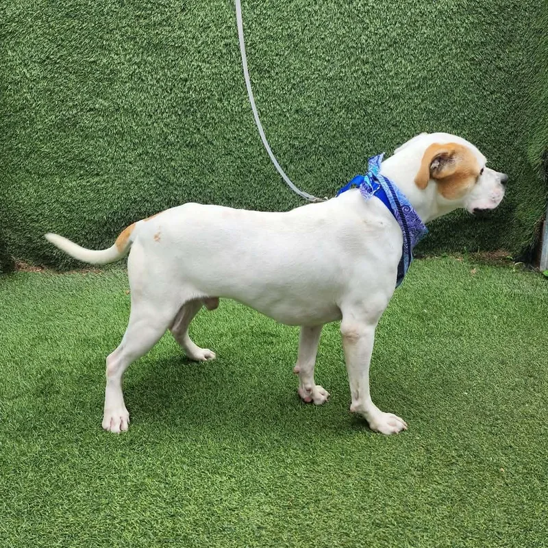 An adult medium-sized male White / Cream Terrier dog named Floyd for adoption in Oak Point, TX