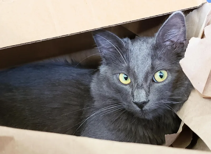 Lyonesse thumbnail 2