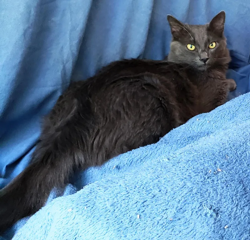 Lyonesse thumbnail 3