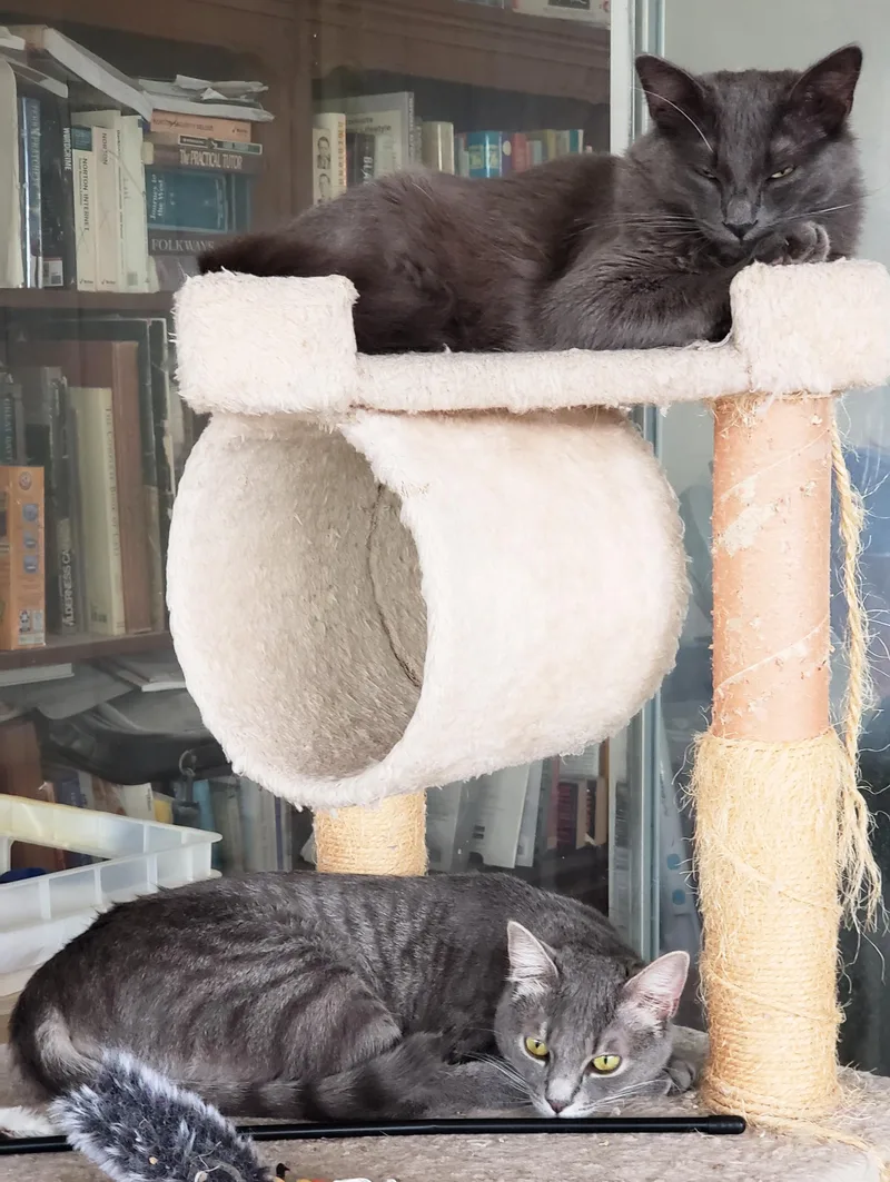 Lyonesse thumbnail 4