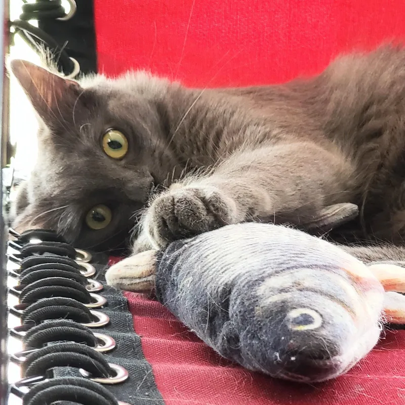 A baby medium-sized male Gray / Blue / Silver Nebelung cat named Lyonesse for adoption in Orange, CA