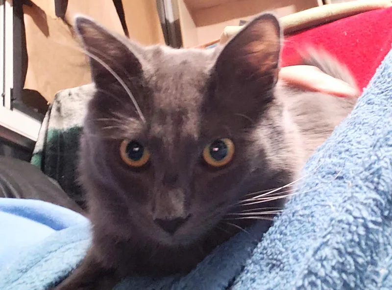 Lyonesse thumbnail 5