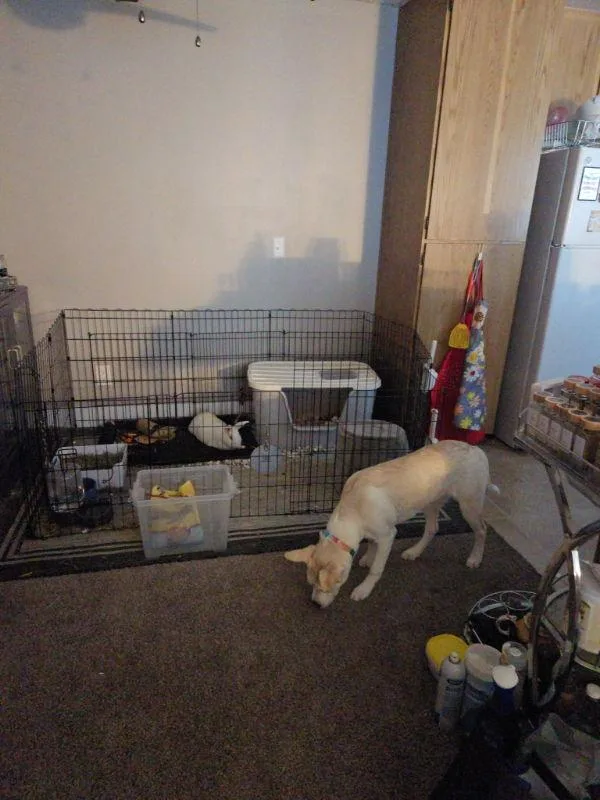 A young medium-sized female Husky dog named Akari for adoption in San Diego, CA