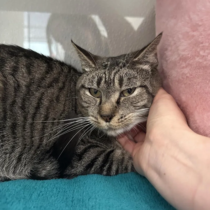 Superwoman