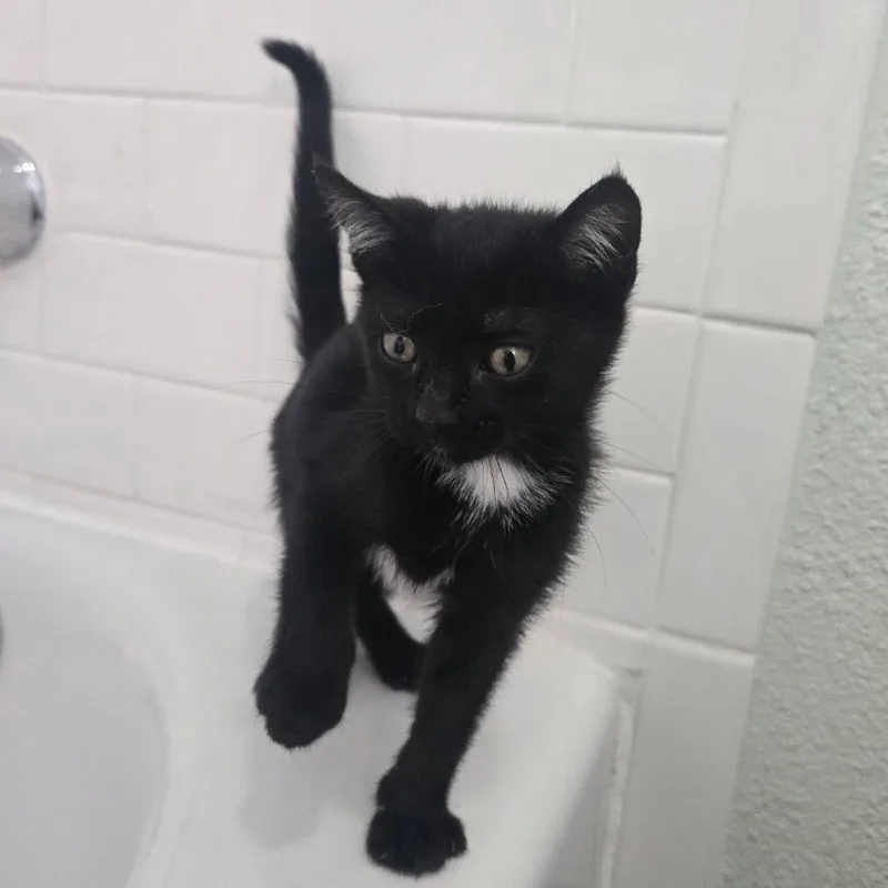 A baby small-sized female Black Domestic Short Hair cat named Lilith for adoption in Long Beach, CA