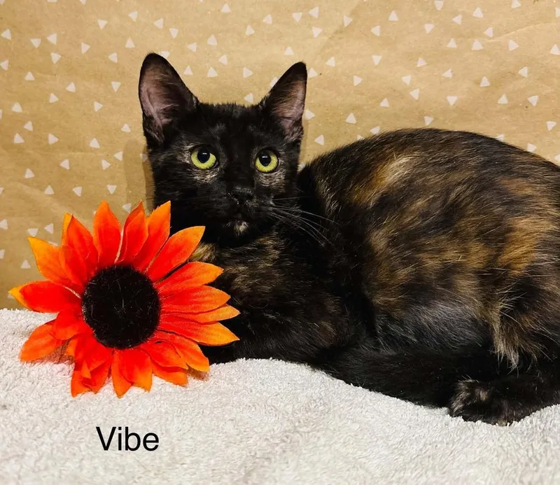 A baby small-sized female Tortoiseshell Domestic Short Hair cat named Vibe for adoption in Groveland, MA
