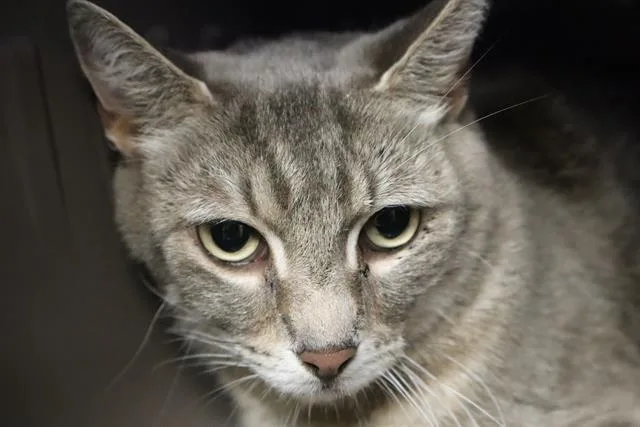 An adult medium-sized female Domestic Short Hair cat named Aloha for adoption in Columbia, SC