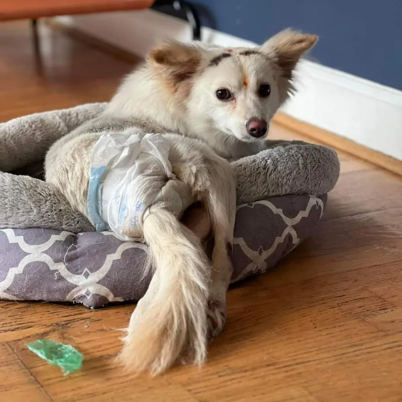 An adult small-sized female Pomeranian dog named Dolly for adoption in Jacksonville, FL