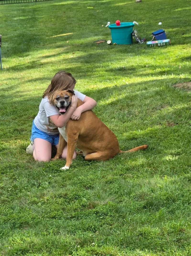 An adult large-sized male Boxer dog named Prince for adoption in Kutztown, PA