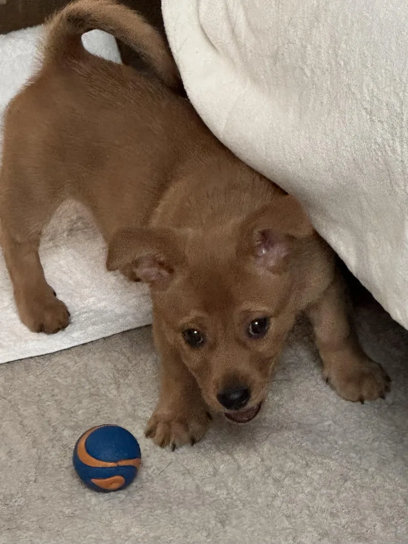 A baby small-sized male Brown / Chocolate Chiweenie dog named Teddy for adoption in Little Elm, TX