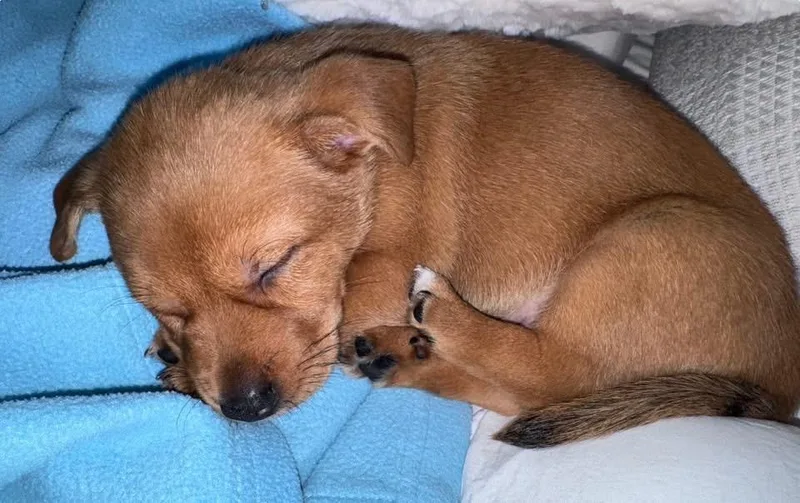 Teddy thumbnail 3