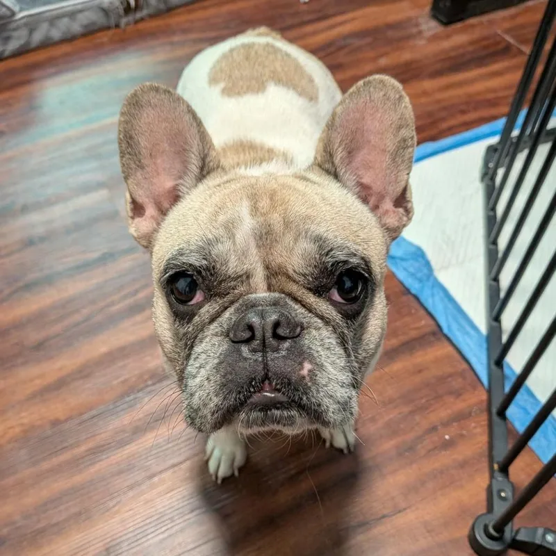 An adult small-sized female Yellow / Tan / Blond / Fawn French Bulldog dog named Selena for adoption in Ocala, FL