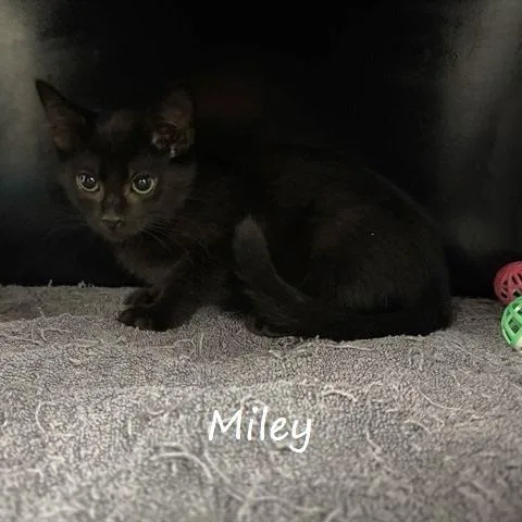 Miley
