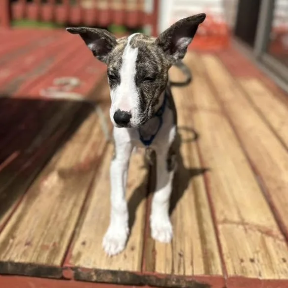 A young medium-sized male Mixed Breed dog named Albuquerque for adoption in Racine, WI