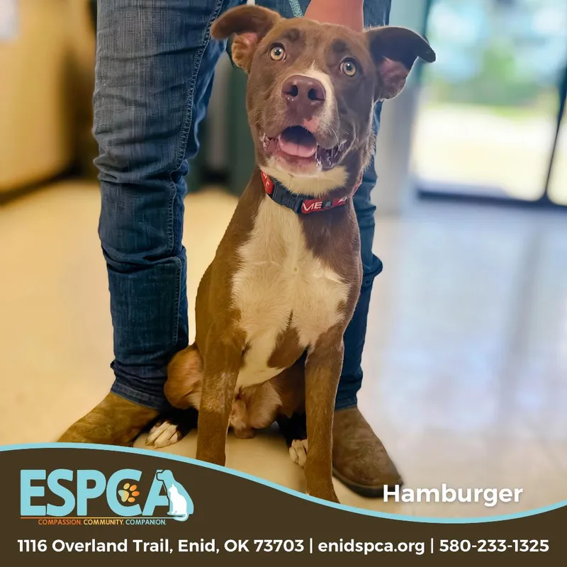 Hamburger thumbnail 3