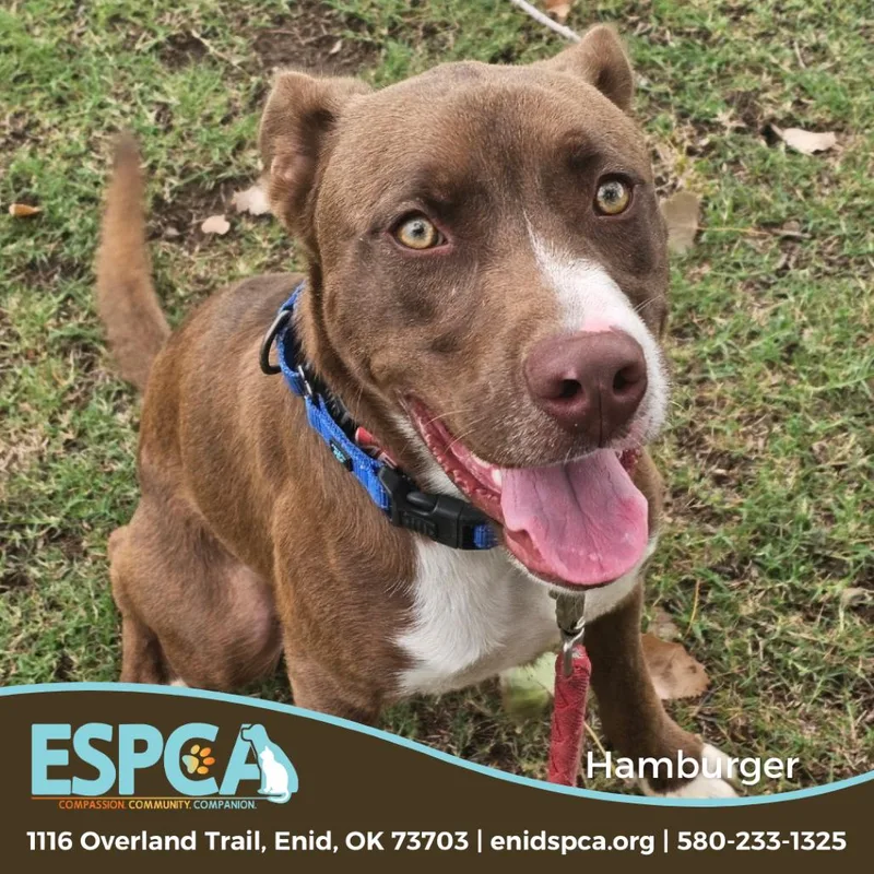 Hamburger thumbnail 4