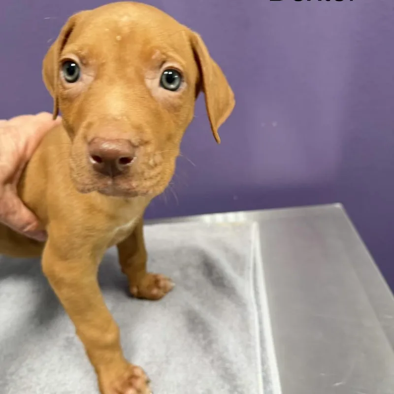 A baby small-sized male Brown / Chocolate Mixed Breed dog named Dexter for adoption in Englewood, FL