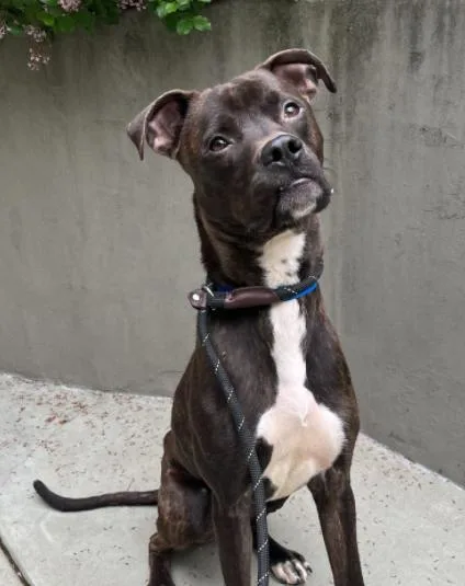 A young medium-sized male Brindle Rottweiler dog named Remus for adoption in Palatine, IL