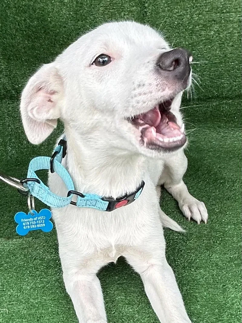 Nala
