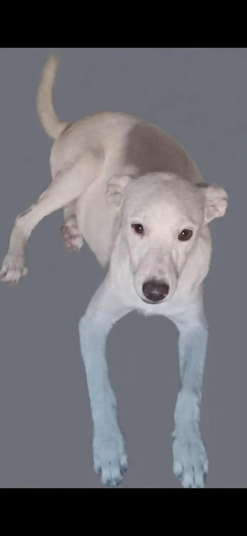Nala thumbnail 2