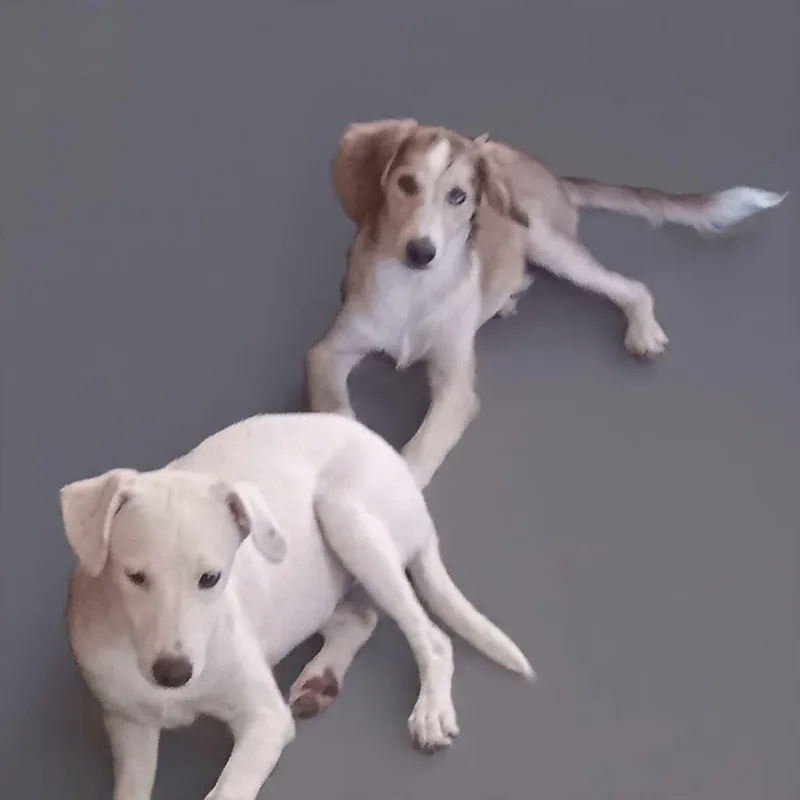 Nala thumbnail 4