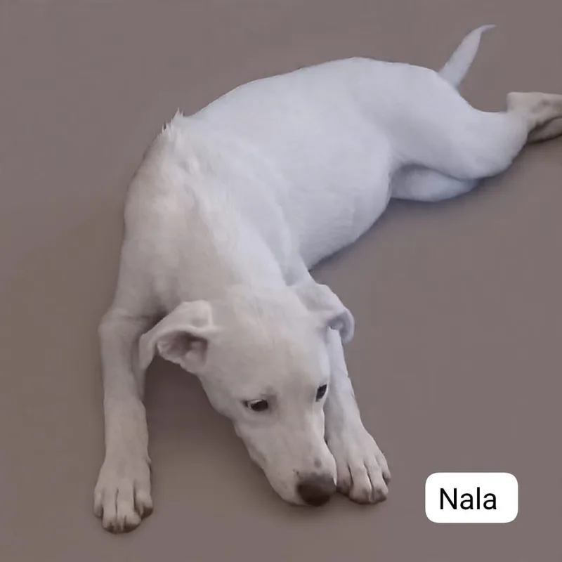 Nala thumbnail 5